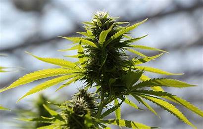Marijuana Medical Health Effects Bad Minnesota Plants