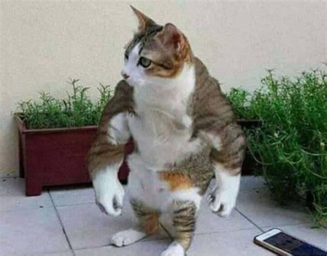 Roundup Of Cursed Cat Images For Those Who Want To Feel Mildly Strange