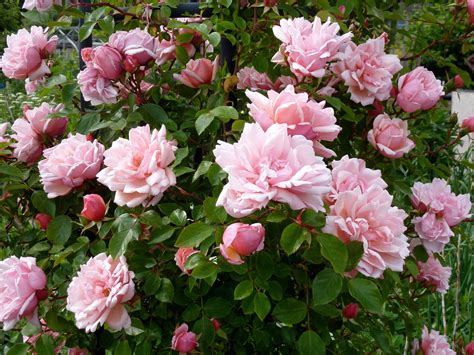 Large 6 7ft Specimen Climbing Rose Rose Albertine Rambling Rose