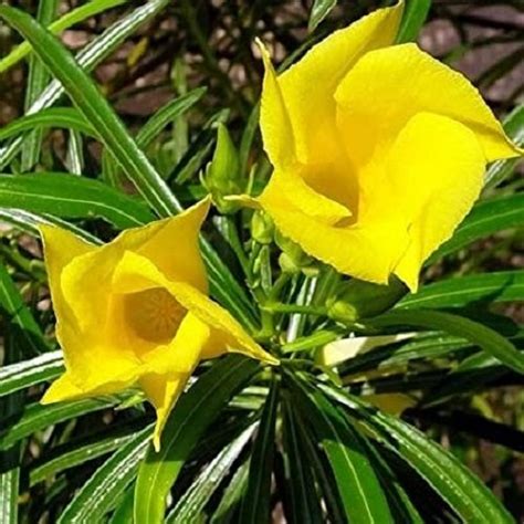 Yellow Kanernerium Oleander Flower Plant Live Plant