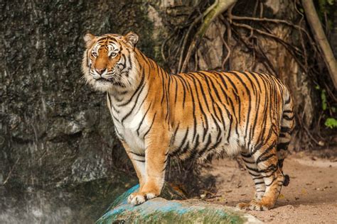 Royal Bengal Tiger Stock Bild Colourbox