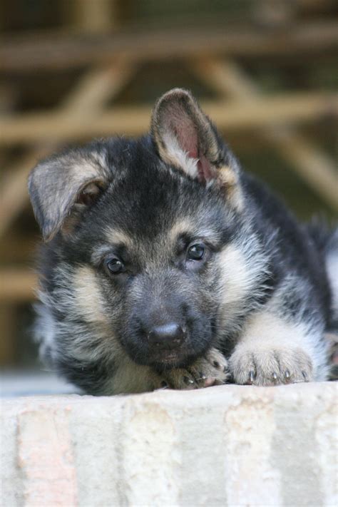 Find the perfect german shepherd dog puppy for sale in wisconsin, wi at puppyfind.com. GSD Puppy-Hermann | German shepherd puppies, Gsd puppies ...