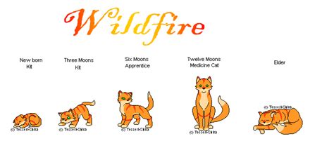 Wildfire Medicine Cat By Lilmewy On Deviantart
