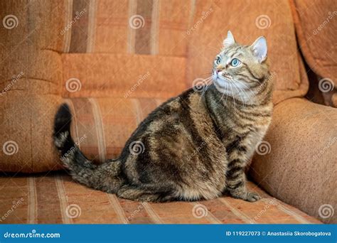 Funny Tabby Fat Gray Cat At Home Stock Image Image Of Fluffy Funny
