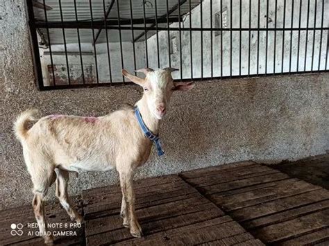 Bantam Goat At Rs 20000unit Goat In Mumbai Id 22865686988