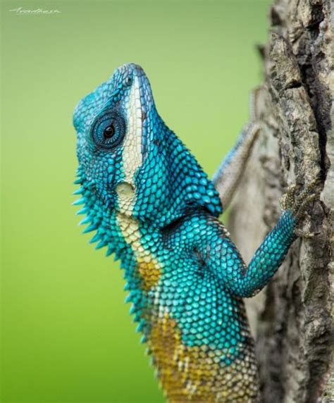 Blue Crested Lizard By Avadhesh Malik Lizard Blue Lizard Unusual