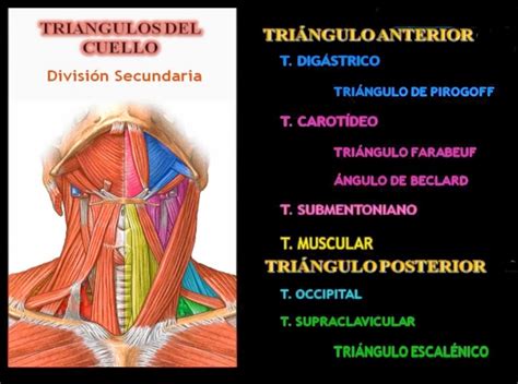 Anatomía Del Cuello Anatomía Humana General