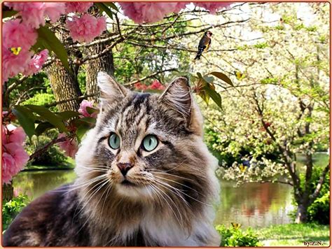 Spring Cat Wallpapers Top Free Spring Cat Backgrounds Wallpaperaccess