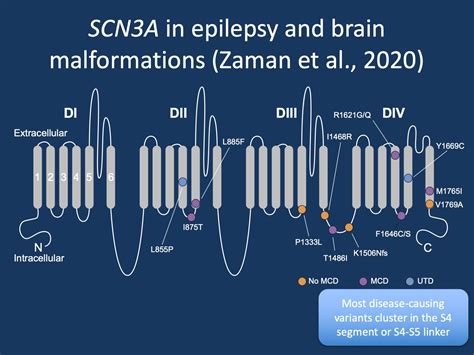 Scn3a A Sodium Channel In Epilepsy And Brain Malformations — Helbig Lab