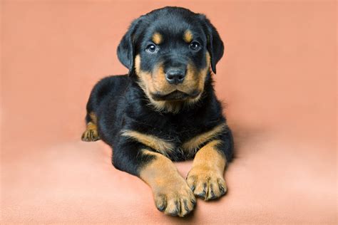 Последние твиты от rottweiler puppies (@rottpups). Looking for Rottweiler Puppies? They're Here! - Furry Babies