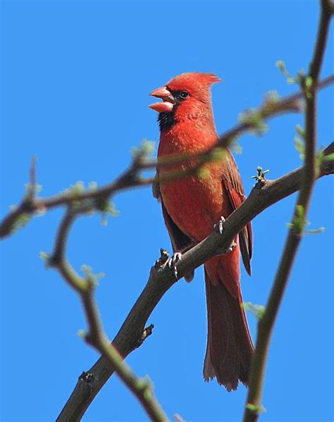 Illinois State Bird Northern Cardinal Whistling A Pretty Tune