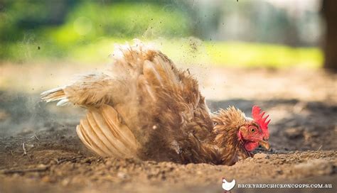 Hold the bird firmly, so that its wings are both pressed against its torso. Do You Have To Give Chickens Baths?