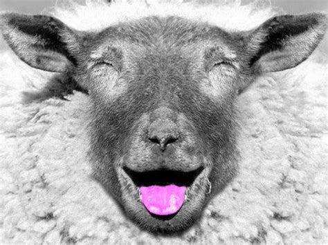 Pin By Dena Larsen On Blackwhite And A Splash Funny Sheep Sheep