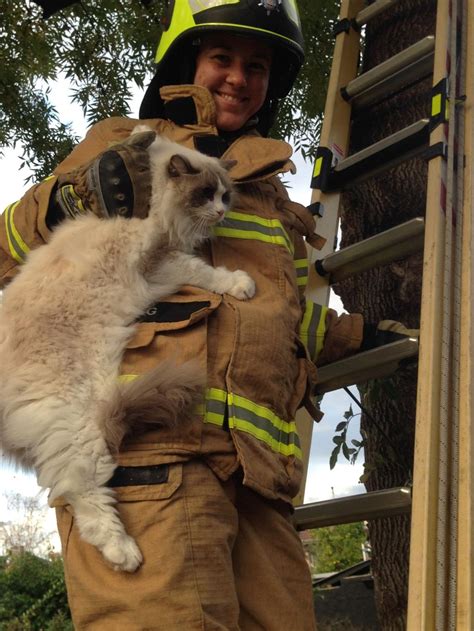 New Firefighter Rescues Cat From Tree In Windsor On First Day On The Job Leader