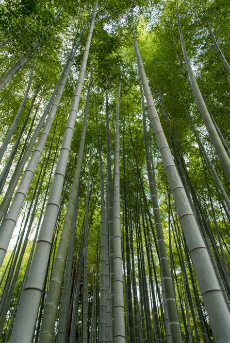 Life Lessons Of The Chinese Bamboo Tree By Wellness