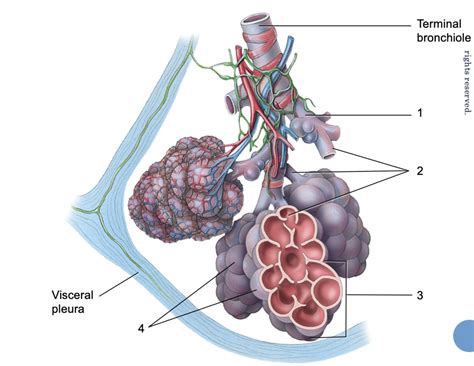 Diagram Of Portion Of Lung Lobule Diagram Quizlet