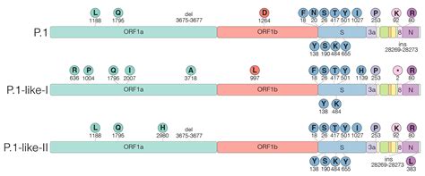 Identification Of Sars Cov 2 P1 Related Lineages In Brazil Provides