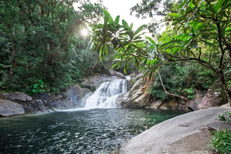 Four Incredible Rainforest Walks Near Cairns Fitzroy Island