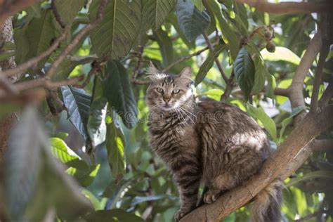 Full Body Profile Portrait Of A Stray Tabby Cat Sitting On A Locquat