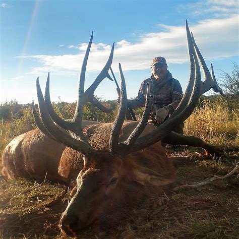 Colorado Trophy Elk Hunts High Fence Hunting Ranch Guaranteed Elk Hunts