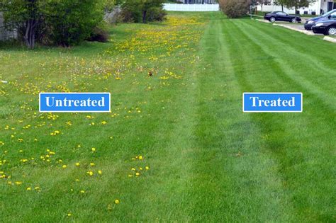 4 Ways Your Lawn Can Benefit From Ongoing Weed Control Aanda Lawn Care