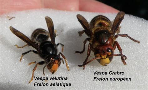 Après la mise en place des pièges que j'ai pu vous montrer en vidéos, voici mon premier nid de frelons asiatiques de 2019. Lutte contre le frelon asiatique dans l'Orne