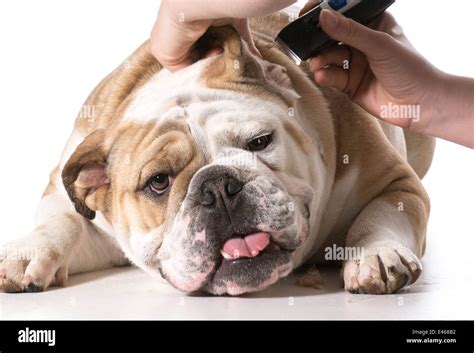 Dog Grooming English Bulldog Getting Ears Shaved On White Background