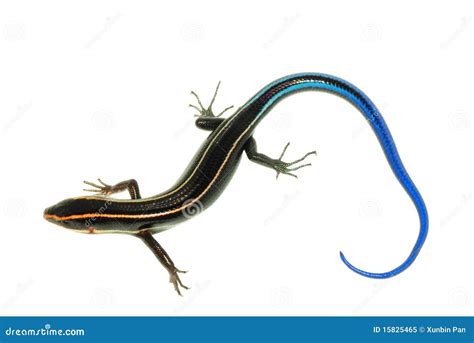 Blue Tail Skink Lizard Stock Image Image Of Dangerous 15825465