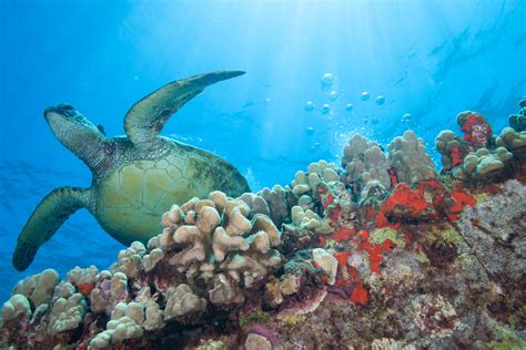To Help Curb Coral Reef Destruction Hawaii Wants To Ban Chemical