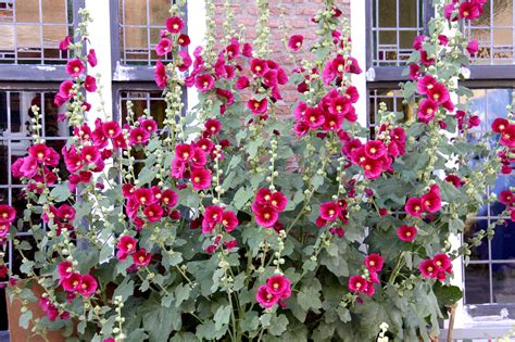 Comment Conserver Les Graines De Roses Trémières Housekeeping