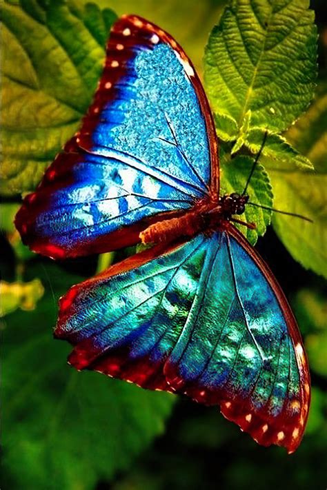 Pin By La Fille Du Contrebandier On La Belle Verte Beautiful Butterfly Photography Beautiful
