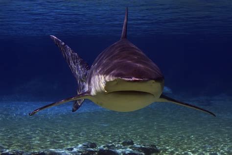 Science Facts Sharks Of The World And History Bull Shark