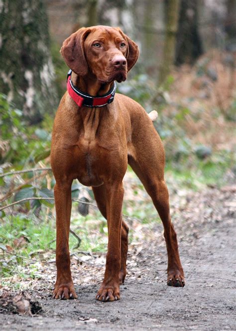 Vizela Dog Known For Their Pointing And Retrieving Skills They Vizsla