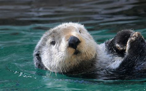Plan Your Visit Seattle Aquarium Seattle Aquarium Animals Otters