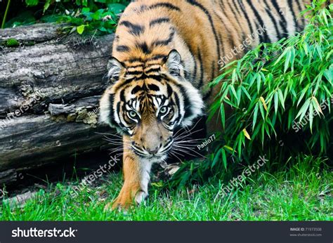 Sumatran Tiger Hunting Stock Photo 71973508 Shutterstock