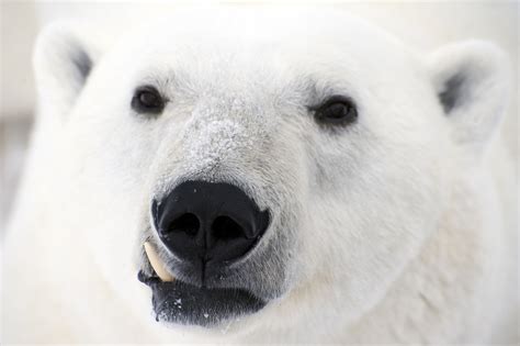 Polar Bear In Churchill Fang