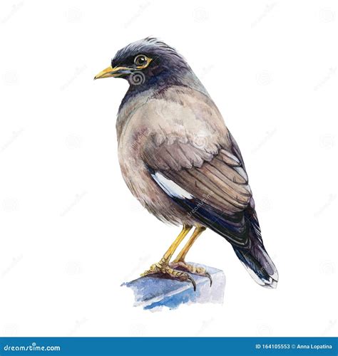 Mynah Clipart And Illustrations