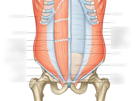 Rectus Abdominis And Pyramidalis Muscles Diagram Quizlet