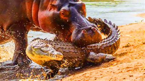 Alligators Vs Hippo Bites Worlds Greatest Animals Youtube