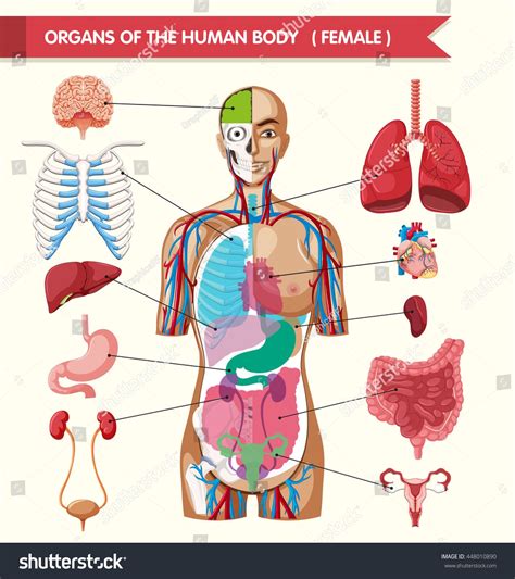 Pictures Of Organs In The Body Koibana Info Human Body Organs