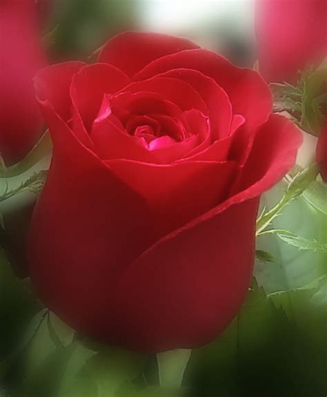 Most Beautiful Rose In The World
