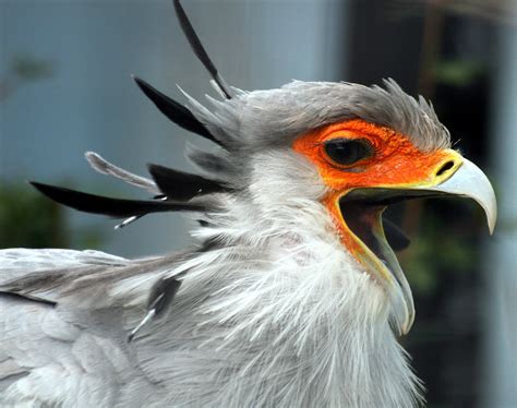 Filesecretary Bird With Open Beak Wikimedia Commons