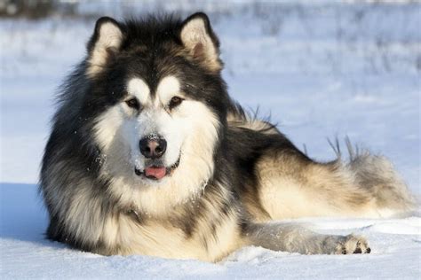 Giant Alaskan Malamute Does This Breed Exist