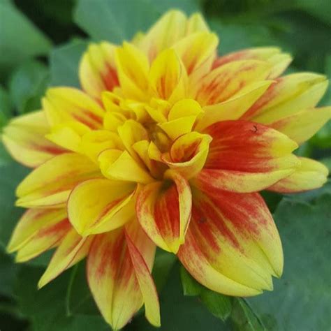 California wholesale nursery growing plants, trees and shrubs on 800 acres in southern california specializing in woody ornamentals, fruits and shade trees. Dahlia California Dahlia California from Hillcrest Nursery