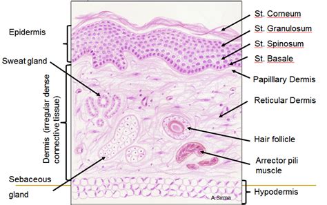 Skin Integumentary System Integumentary System Histology Slides