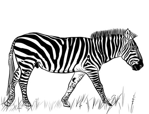 Zebra Normal Para Colorir Imprimir E Desenhar Colorirme Porn Sex Picture