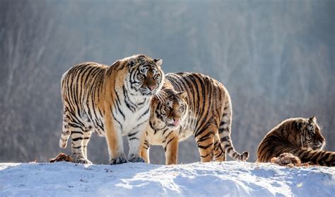 Varios tigres siberianos en una colina nevada con el telón de fondo de