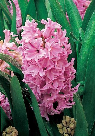 Hyacinthus Orientalis Lady Derby Hyacinth Lady Derby