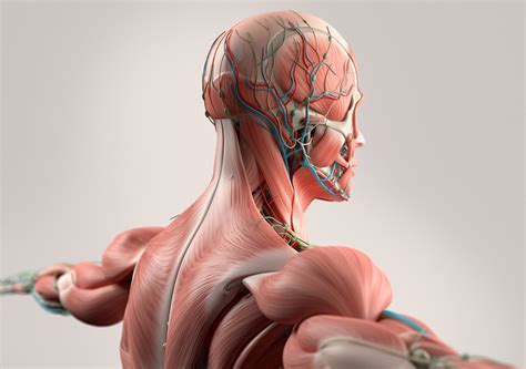 Anatomical anatomy teaching model 33.5 tall human torso organ 19 parts male. The human body in 3D - TUM