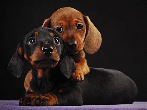 Dachshund Puppy Wallpapers Top Free Dachshund Puppy Backgrounds